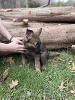 Light Pink Collar Girl, a female German Shepherd Dog and Dutch Shepherd for sale in Huntsburg, OH – Photo 2 of 3