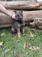 Light Pink Collar Girl, a female German Shepherd Dog and Dutch Shepherd for sale in Huntsburg, OH – Photo 3 of 3