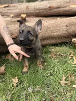 Light Pink Collar Girl, a female German Shepherd Dog and Dutch Shepherd for sale in Huntsburg, OH – Photo 1 of 3