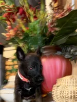 Pink 2, a female Belgian Malinois and German Shepherd Dog for sale in Chicago, IL – 10 of 10