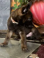 Brown, a male Belgian Malinois for sale in Chicago, IL – 9 of 10