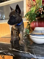 Blue, a male Belgian Malinois and German Shepherd Dog for sale in Chicago, IL – 6 of 10