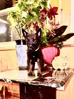 Gold, a male Belgian Malinois and German Shepherd Dog for sale in Chicago, IL – 5 of 10
