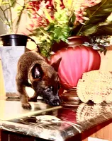 Gold, a male Belgian Malinois and German Shepherd Dog for sale in Chicago, IL – 7 of 10