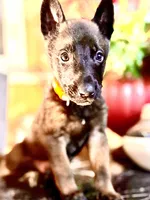 Orange, a male Belgian Malinois and German Shepherd Dog for sale in Chicago, IL – 6 of 7