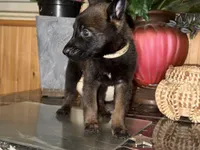 Yellow, a male Belgian Malinois and German Shepherd Dog for sale in Chicago, IL – 5 of 8