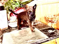 Gold, a male Belgian Malinois and German Shepherd Dog for sale in Chicago, IL – 8 of 10