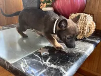 Red, a female Belgian Malinois and German Shepherd Dog for sale in Chicago, IL – 5 of 10