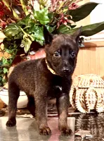 Fuchsia , a female Belgian Malinois for sale in Chicago, IL – 9 of 10