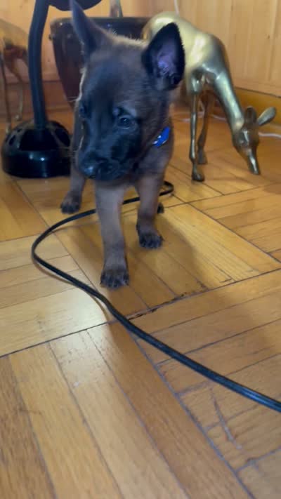Blue, a male Belgian Malinois and German Shepherd Dog for sale in Chicago, IL – 3 of 10