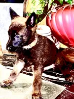 Brown, a male Belgian Malinois for sale in Chicago, IL – 2 of 10