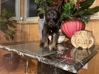 Fuchsia , a female Belgian Malinois for sale in Chicago, IL – 8 of 10