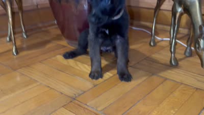Yellow, a male Belgian Malinois and German Shepherd Dog for sale in Chicago, IL – 4 of 8