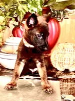 Brown, a male Belgian Malinois for sale in Chicago, IL – 7 of 10