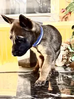 Blue, a male Belgian Malinois and German Shepherd Dog for sale in Chicago, IL – 2 of 10