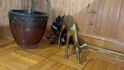 Fuchsia , a female Belgian Malinois for sale in Chicago, IL – 4 of 10