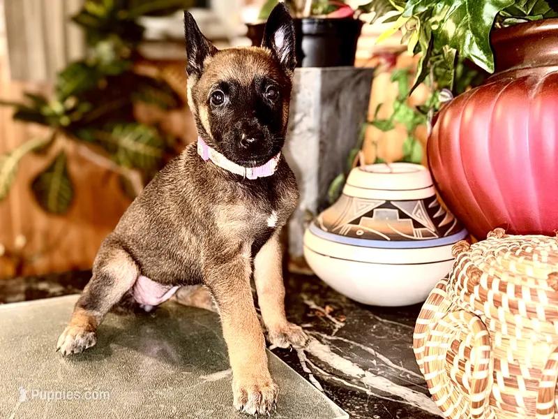 Pink 1 – Belgian Malinois, German Shepherd Dog puppy for sale in Chicago, IL