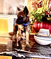 Blue, a male Belgian Malinois and German Shepherd Dog for sale in Chicago, IL – 5 of 10