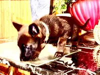 Brown, a male Belgian Malinois for sale in Chicago, IL – 5 of 10