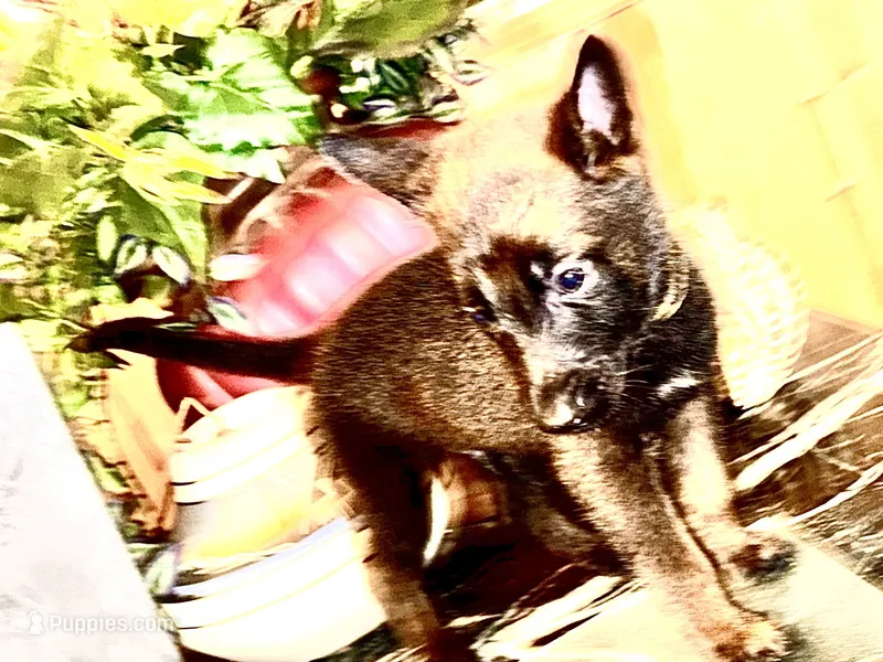 Gold – Belgian Malinois, German Shepherd Dog puppy for sale in Chicago, IL