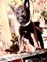 Gold, a male Belgian Malinois and German Shepherd Dog for sale in Chicago, IL – 4 of 10