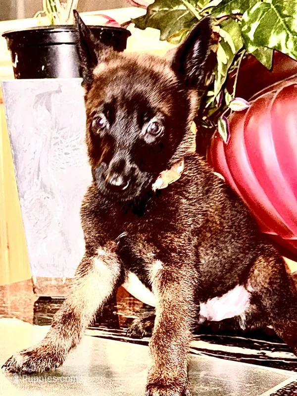 Brown – Belgian Malinois puppy for sale in Chicago, IL