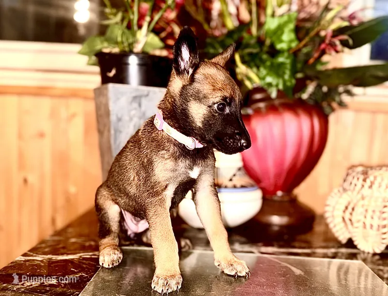 Yellow – Belgian Malinois, German Shepherd Dog puppy for sale in Chicago, IL
