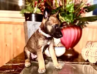 Yellow, a male Belgian Malinois and German Shepherd Dog for sale in Chicago, IL – 1 of 8