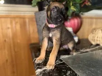 Pink 1, a female Belgian Malinois and German Shepherd Dog for sale in Chicago, IL – 6 of 10