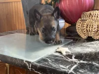 Red, a female Belgian Malinois and German Shepherd Dog for sale in Chicago, IL – 6 of 10