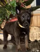 Fuchsia , a female Belgian Malinois for sale in Chicago, IL – 10 of 10