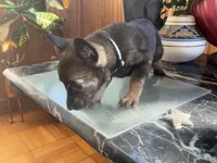 Black, a female Belgian Malinois and German Shepherd Dog for sale in Chicago, IL – 5 of 10