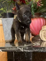 Fuchsia , a female Belgian Malinois for sale in Chicago, IL – 7 of 10