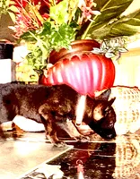 Pink 2, a female Belgian Malinois and German Shepherd Dog for sale in Chicago, IL – 5 of 10