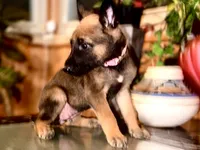 Pink 1, a female Belgian Malinois and German Shepherd Dog for sale in Chicago, IL – 9 of 10