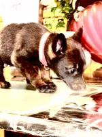 Pink 2, a female Belgian Malinois and German Shepherd Dog for sale in Chicago, IL – 2 of 10
