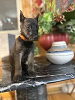 Orange, a male Belgian Malinois and German Shepherd Dog for sale in Chicago, IL – 3 of 7