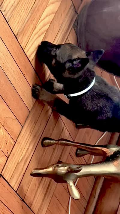 Black, a female Belgian Malinois and German Shepherd Dog for sale in Chicago, IL – 4 of 10