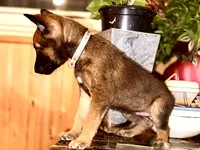 Pink 1, a female Belgian Malinois and German Shepherd Dog for sale in Chicago, IL – 5 of 10