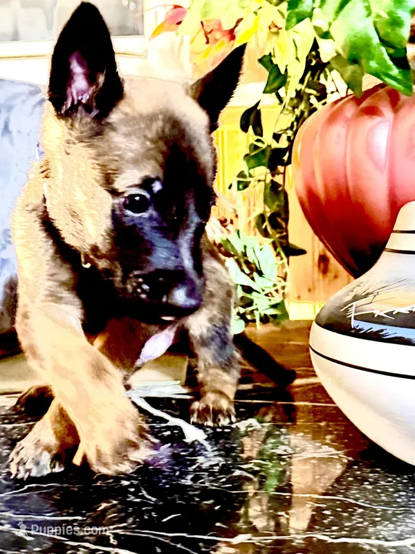 Blue – Belgian Malinois, German Shepherd Dog puppy for sale in Chicago, IL