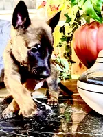 Blue, a male Belgian Malinois and German Shepherd Dog for sale in Chicago, IL – 1 of 10