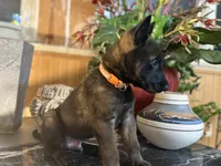 Orange, a male Belgian Malinois and German Shepherd Dog for sale in Chicago, IL – 2 of 7