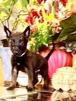 Gold, a male Belgian Malinois and German Shepherd Dog for sale in Chicago, IL – 2 of 10