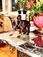Pink 2, a female Belgian Malinois and German Shepherd Dog for sale in Chicago, IL – 8 of 10