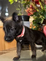 Pink 2, a female Belgian Malinois and German Shepherd Dog for sale in Chicago, IL – 6 of 10