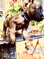 Blue, a male Belgian Malinois and German Shepherd Dog for sale in Chicago, IL – 10 of 10