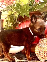 Black, a female Belgian Malinois and German Shepherd Dog for sale in Chicago, IL – 10 of 10