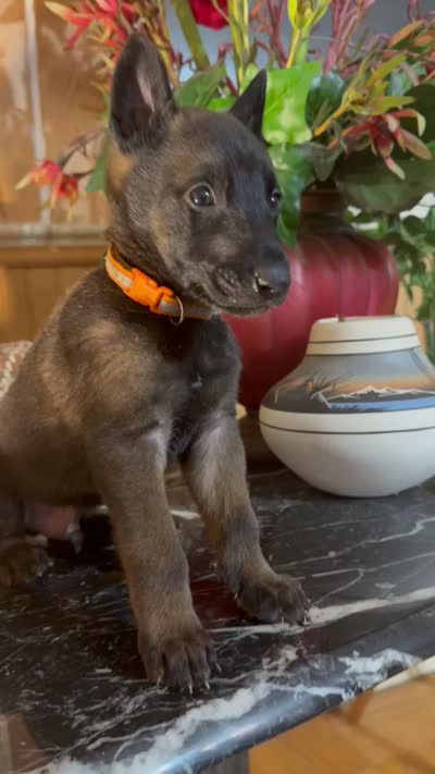 Orange, a male Belgian Malinois and German Shepherd Dog for sale in Chicago, IL – 7 of 7