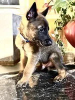 Blue, a male Belgian Malinois and German Shepherd Dog for sale in Chicago, IL – 4 of 10