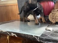 Black, a female Belgian Malinois and German Shepherd Dog for sale in Chicago, IL – 9 of 10